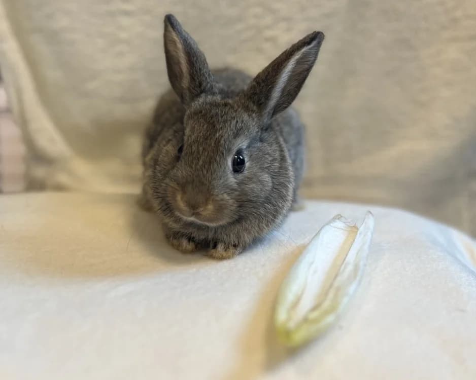 ORTIE, female Mixed Breed for adoption at SPA Gennevilliers (Grammont), Gennevilliers