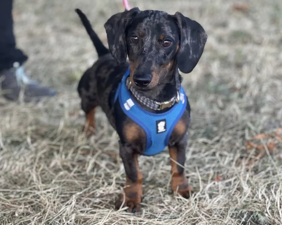 BIZRI, male puppy Dachshund for adoption at SPA Gennevilliers (Grammont), Gennevilliers