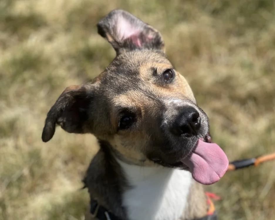 BISHOP, male young mixed breed for adoption at SPA Gennevilliers (Grammont), Gennevilliers
