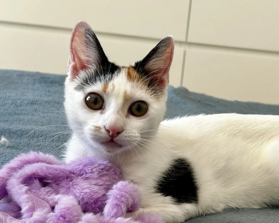 TRICOOL, female Mixed Breed for adoption at SPA Gennevilliers (Grammont), Gennevilliers