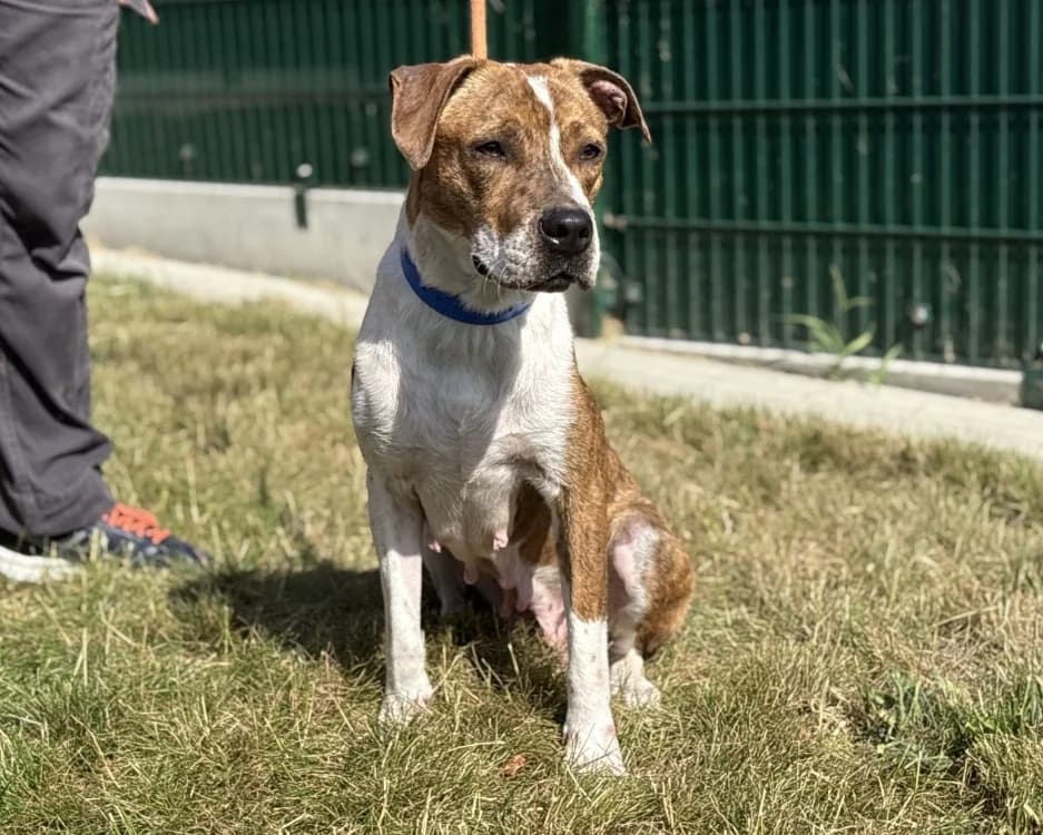 AQUILA, female young mixed breed for adoption at SPA Gennevilliers (Grammont), Gennevilliers