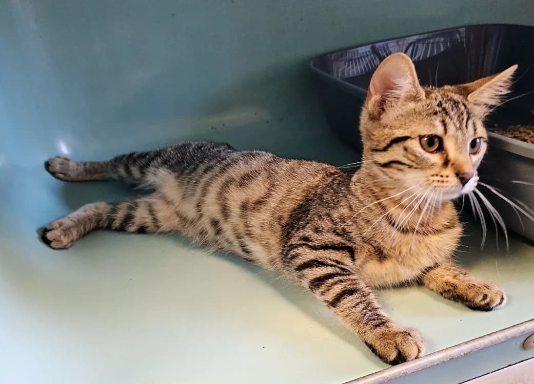 CRASH, female Mixed Breed for adoption at SPA Gennevilliers (Grammont), Gennevilliers