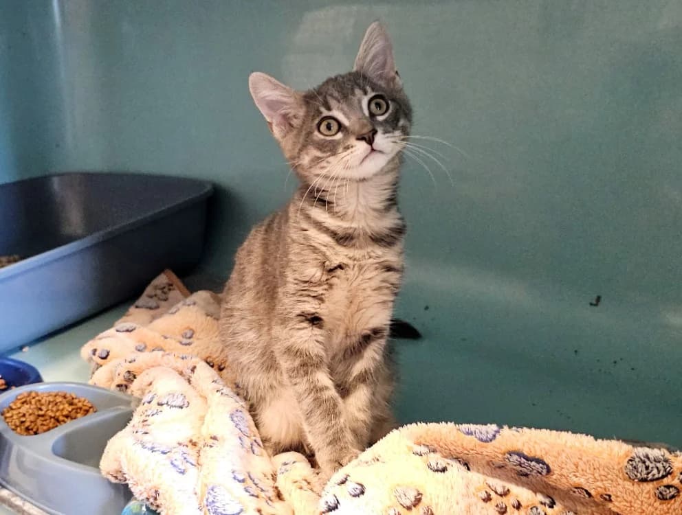 STAINLEKUBRICK, male Mixed Breed for adoption at SPA Gennevilliers (Grammont), Gennevilliers