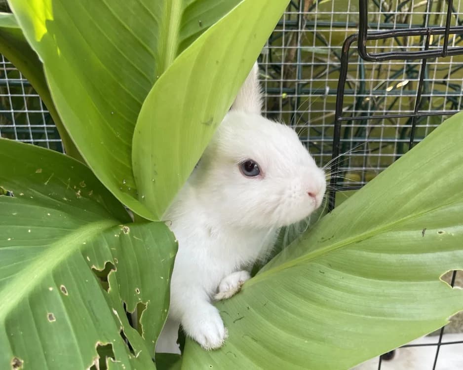 ZAKHAEV, female Mixed Breed for adoption at SPA Gennevilliers (Grammont), Gennevilliers