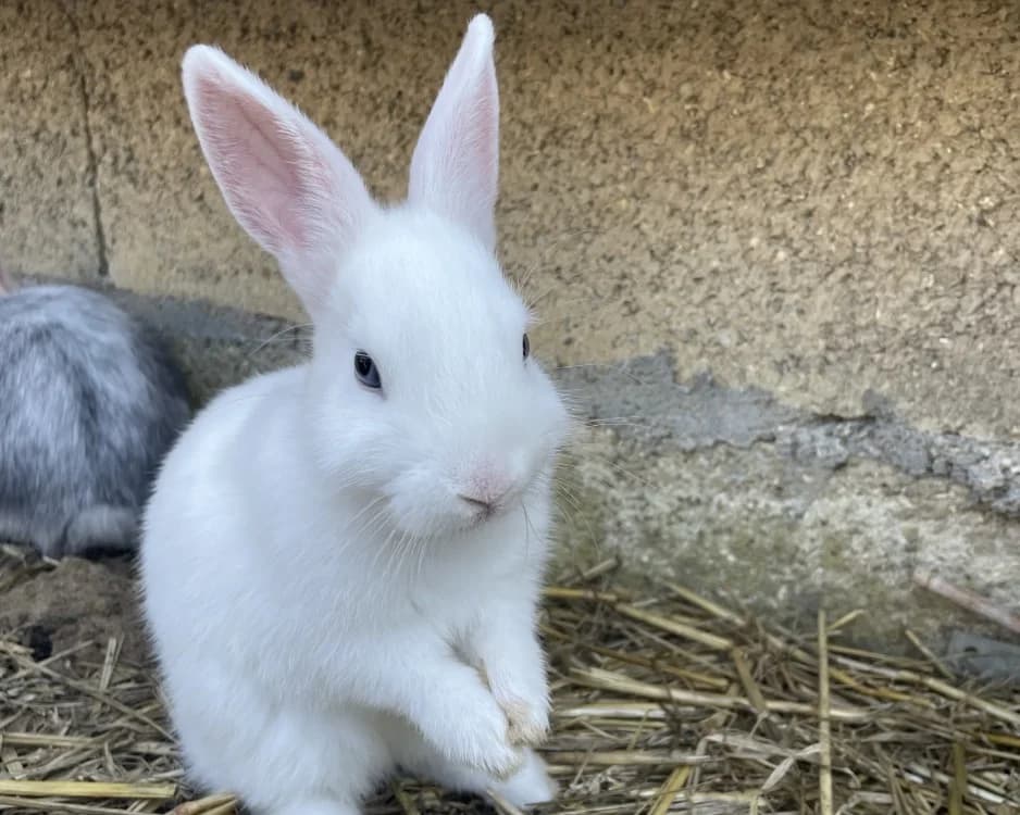 SHEPERD, male Mixed Breed for adoption at SPA Gennevilliers (Grammont), Gennevilliers