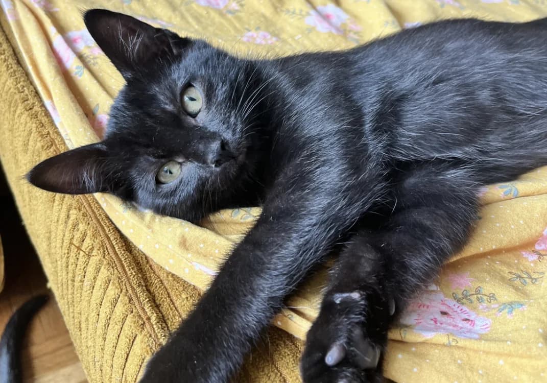GARANCE, female Mixed Breed for adoption at SPA Gennevilliers (Grammont), Gennevilliers