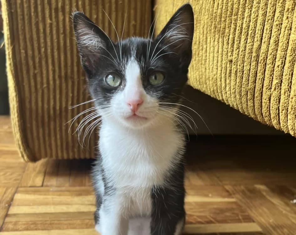 GAINSBOURG, female Mixed Breed for adoption at SPA Gennevilliers (Grammont), Gennevilliers