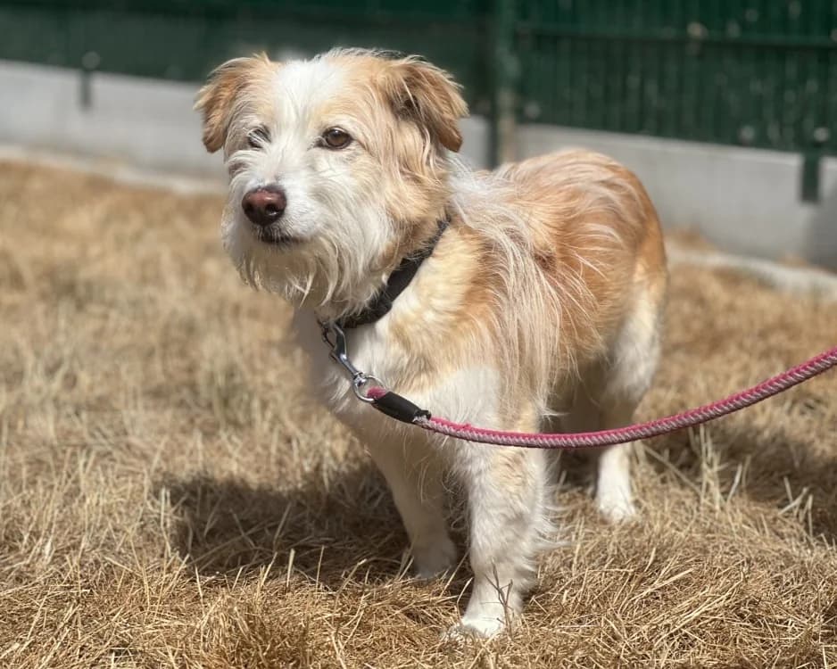 CHANNEL, female senior Cairn Terrier for adoption at SPA Gennevilliers (Grammont), Gennevilliers