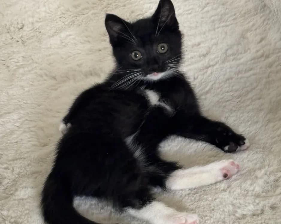 FIONA, female Mixed Breed for adoption at SPA Gennevilliers (Grammont), Gennevilliers