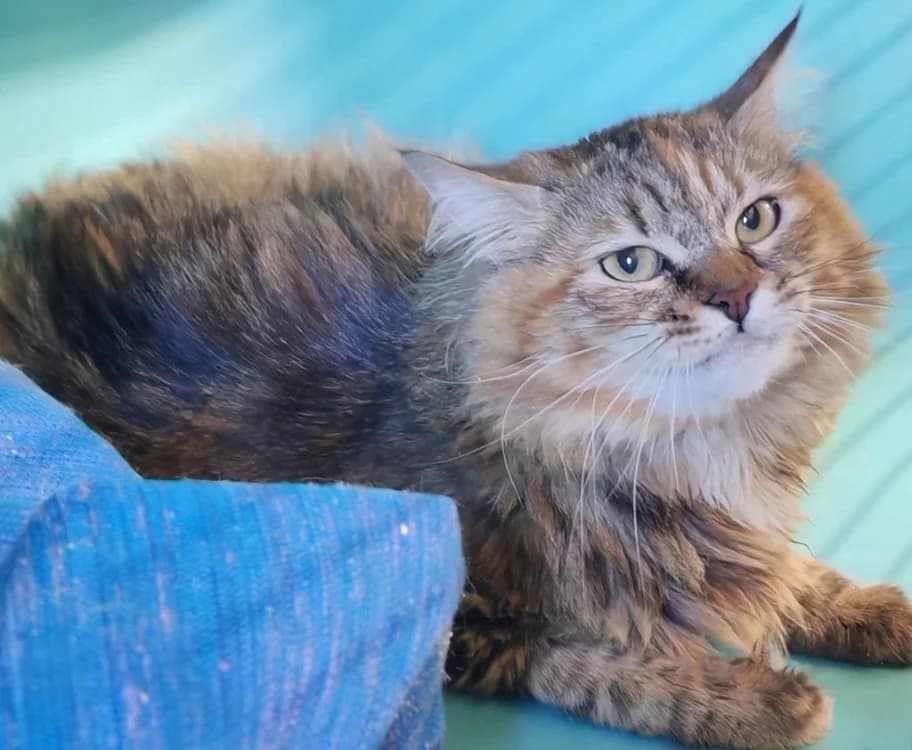 ESME, female 7yo Mixed Breed for adoption at SPA Gennevilliers (Grammont), Gennevilliers