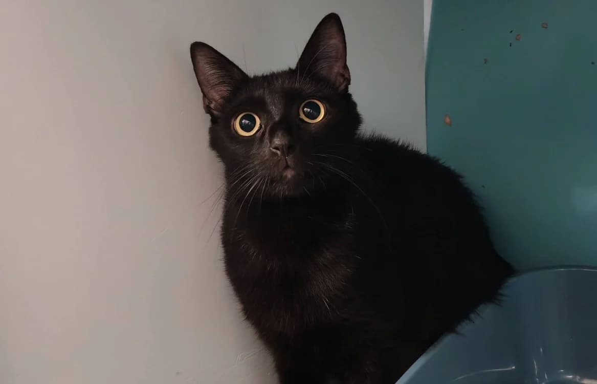 ARAMINTA, female young Mixed Breed for adoption at SPA Gennevilliers (Grammont), Gennevilliers