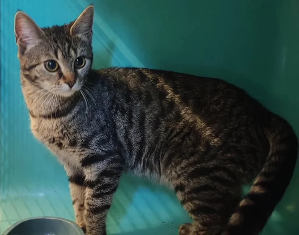 RACHEL, female young Mixed Breed for adoption at SPA Gennevilliers (Grammont), Gennevilliers