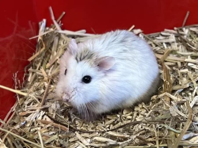MARSHMALLOW, female Mixed Breed for adoption at SPA Gennevilliers (Grammont), Gennevilliers