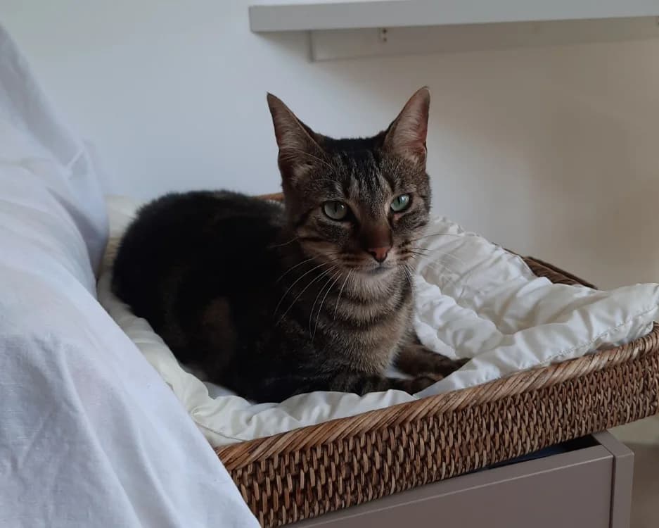 ASTON, male young Mixed Breed for adoption at SPA Gennevilliers (Grammont), Gennevilliers
