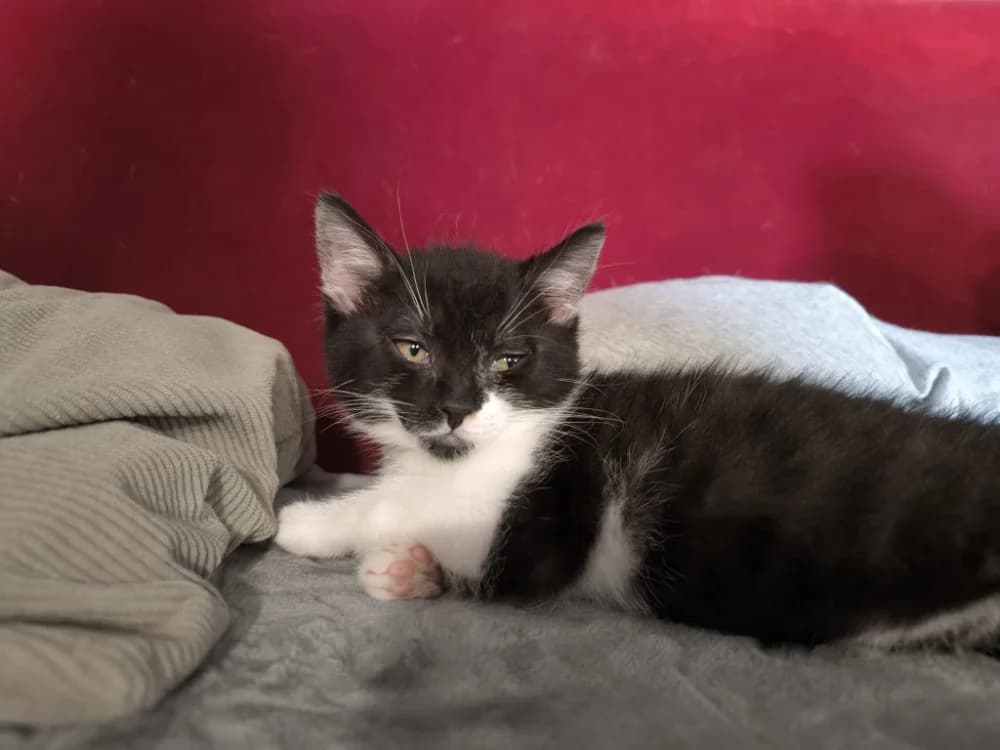 KINDER, female puppy mixed breed for adoption at SPA Gennevilliers (Grammont), Gennevilliers