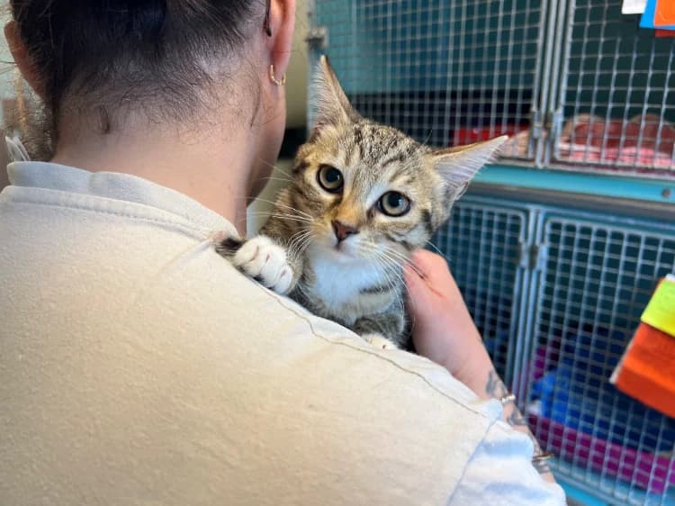 LYO, female Mixed Breed for adoption at SPA Gennevilliers (Grammont), Gennevilliers