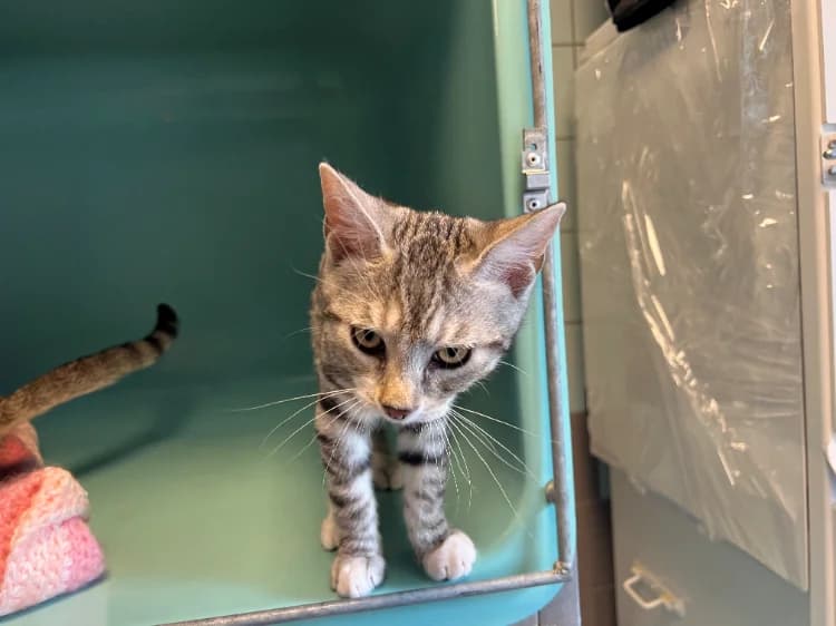 TRIX, female Mixed Breed for adoption at SPA Gennevilliers (Grammont), Gennevilliers