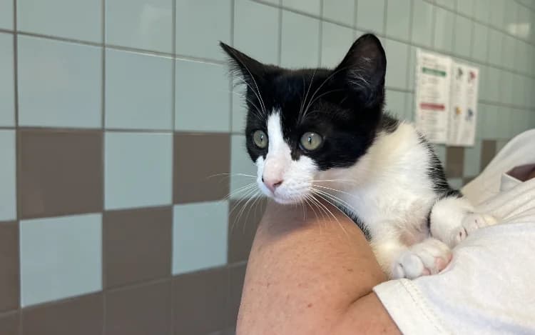 VIBE, male Mixed Breed for adoption at SPA Gennevilliers (Grammont), Gennevilliers