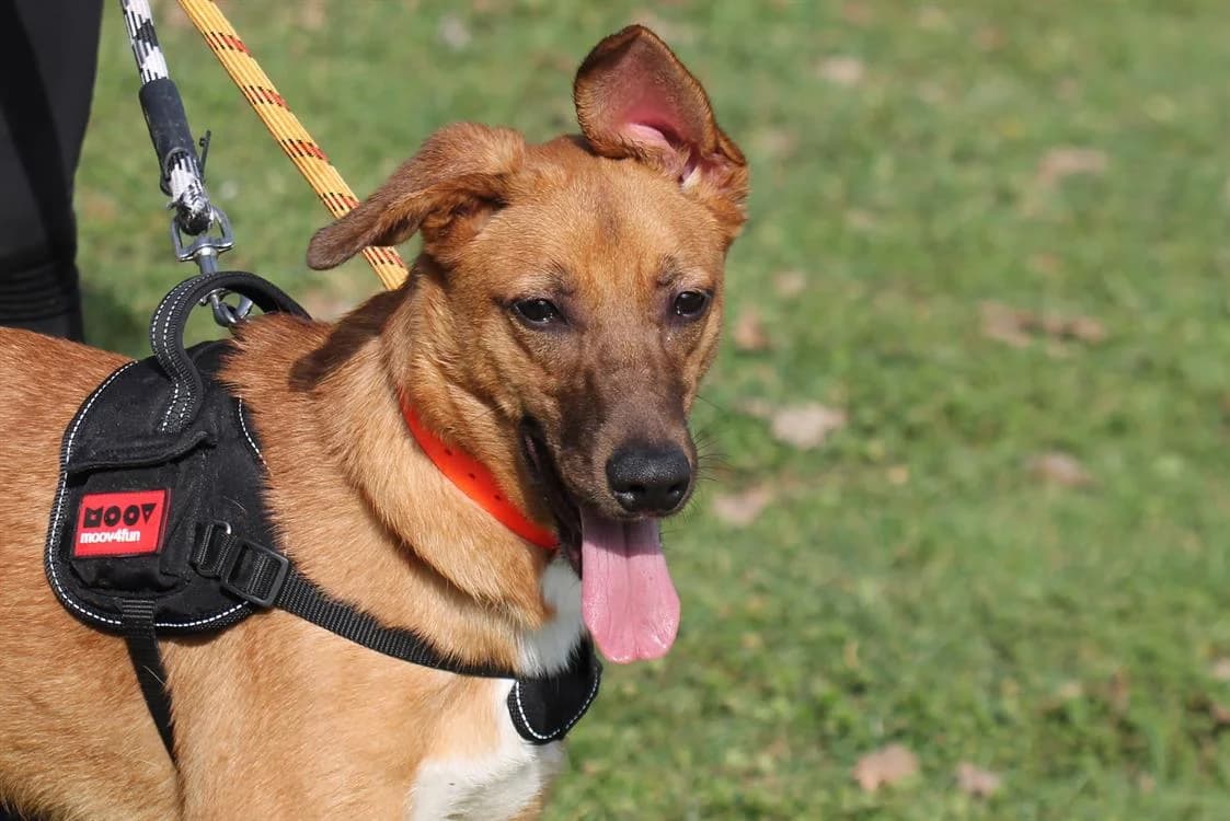 VALMA, female 3yo Mixed Breed for adoption at SPA Gennevilliers (Grammont), Gennevilliers
