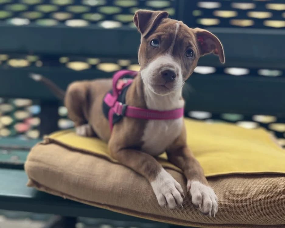 ODETTE, female puppy mixed breed for adoption at SPA Gennevilliers (Grammont), Gennevilliers