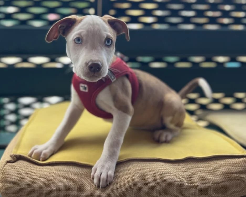 PAULETTE, female puppy Mixed Breed for adoption at SPA Gennevilliers (Grammont), Gennevilliers