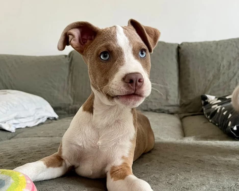 CREVETTE, female puppy Mixed Breed for adoption at SPA Gennevilliers (Grammont), Gennevilliers