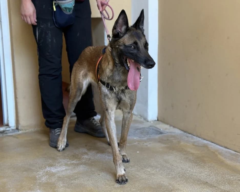 GAIA, female 4yo Mixed Breed for adoption at SPA Gennevilliers (Grammont), Gennevilliers
