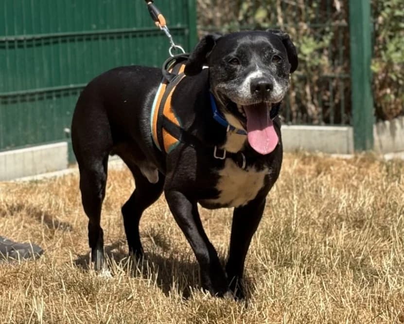 HECTOR, male 7yo mixed breed for adoption at SPA Gennevilliers (Grammont), Gennevilliers