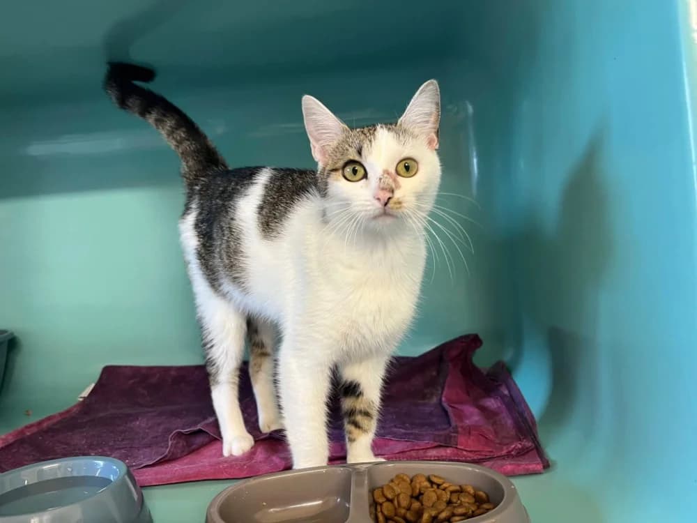 KLOTIX, female young Mixed Breed for adoption at SPA Gennevilliers (Grammont), Gennevilliers