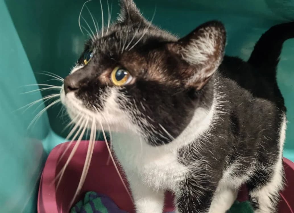 GARFIELD, male senior Mixed Breed for adoption at SPA Gennevilliers (Grammont), Gennevilliers