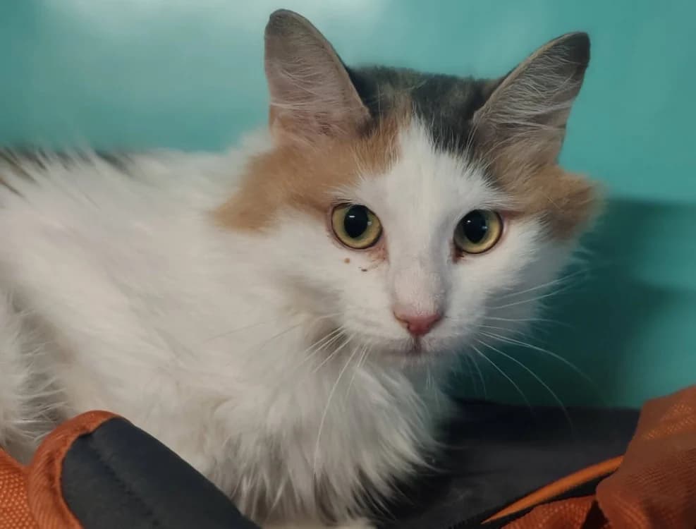ARYA, female Mixed Breed for adoption at SPA Gennevilliers (Grammont), Gennevilliers
