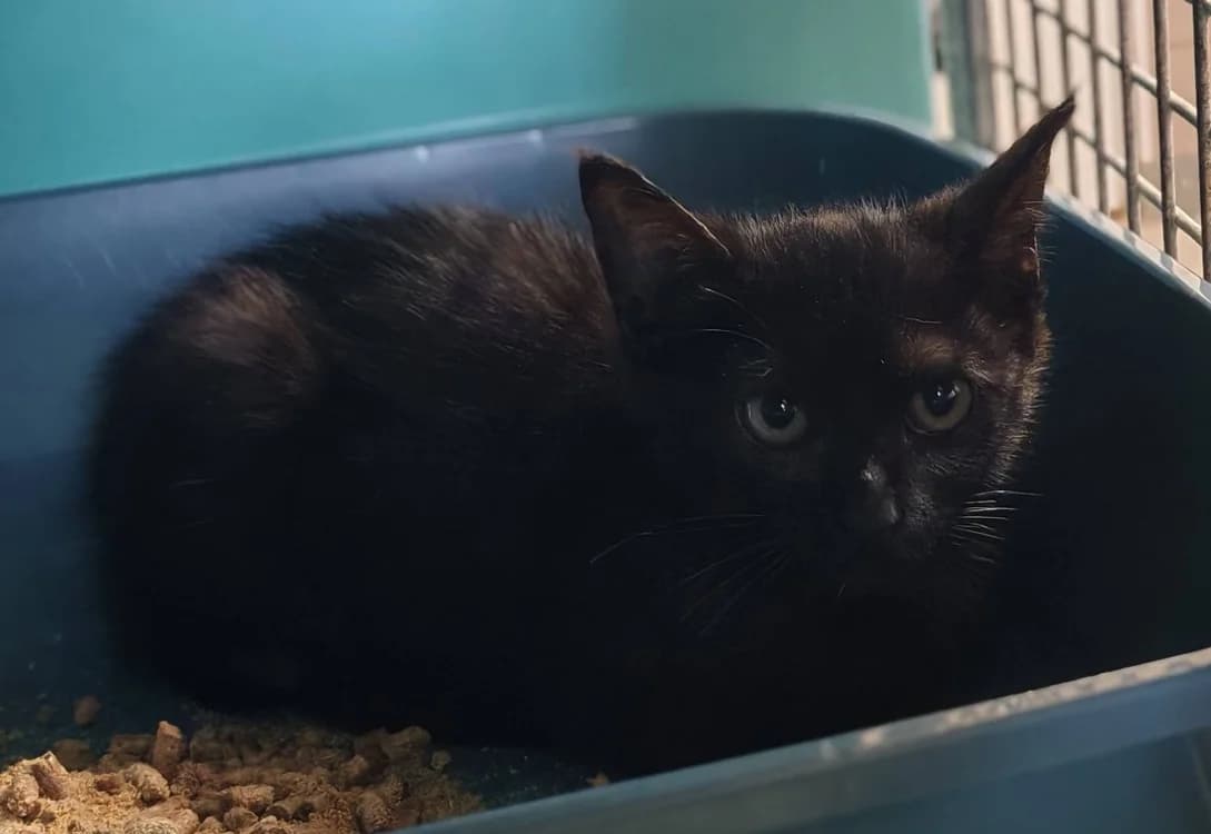 NAOINE, female Mixed Breed for adoption at SPA Gennevilliers (Grammont), Gennevilliers