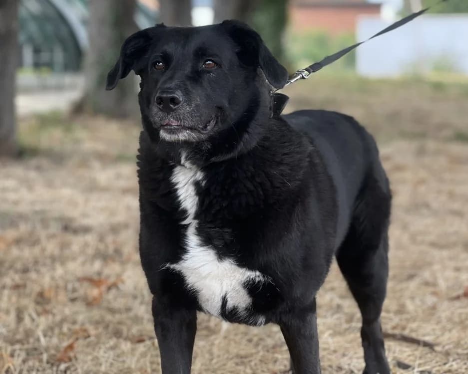 NOMAD, male senior Border Collie for adoption at SPA Gennevilliers (Grammont), Gennevilliers