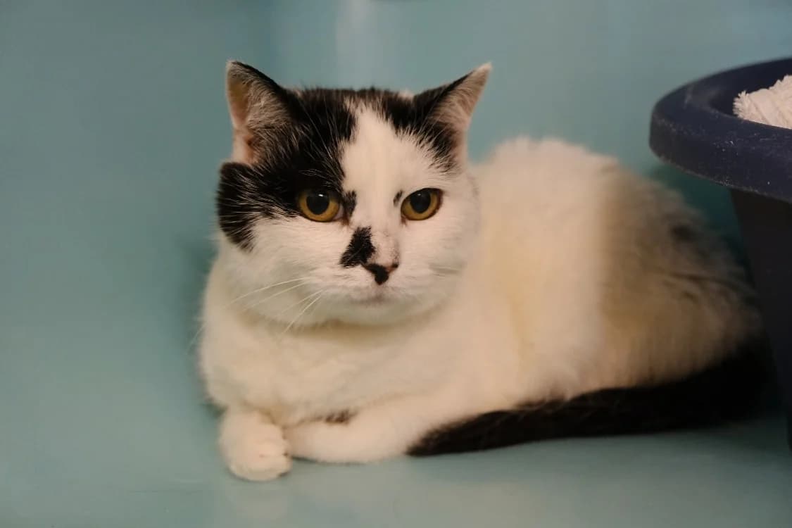 KITTY, female senior mixed breed for adoption at SPA Gennevilliers (Grammont), Gennevilliers