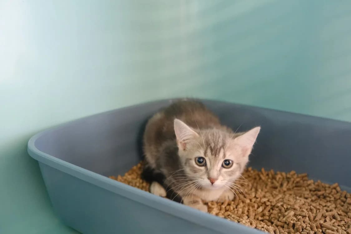 ELCHAT, female puppy Mixed Breed for adoption at SPA Gennevilliers (Grammont), Gennevilliers