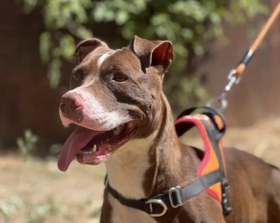 DANA, female 3yo mixed breed for adoption at SPA Gennevilliers (Grammont), Gennevilliers