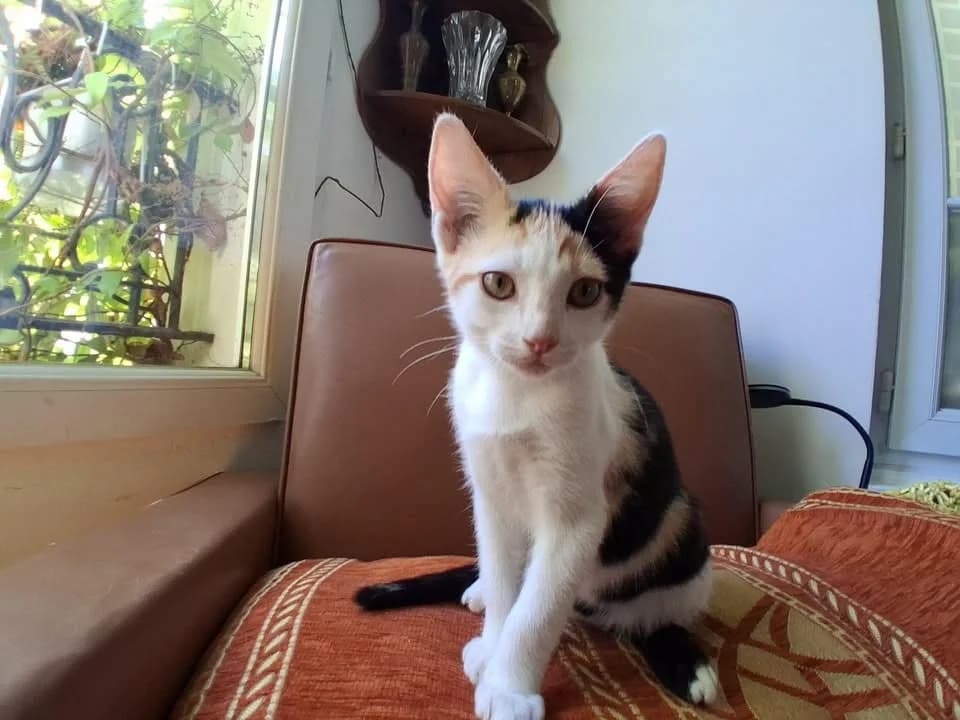 Granola, male Mixed Breed for adoption at SPA Draguignan (Flayosc), Draguignan
