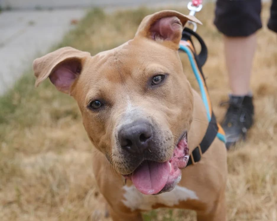 ETHAN, male young mixed breed for adoption at SPA Gennevilliers (Grammont), Gennevilliers