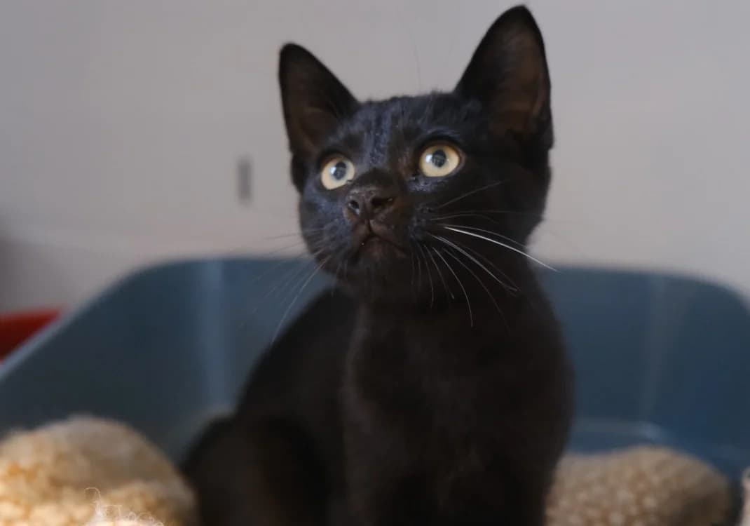 DEMBELE, female Mixed Breed for adoption at SPA Gennevilliers (Grammont), Gennevilliers