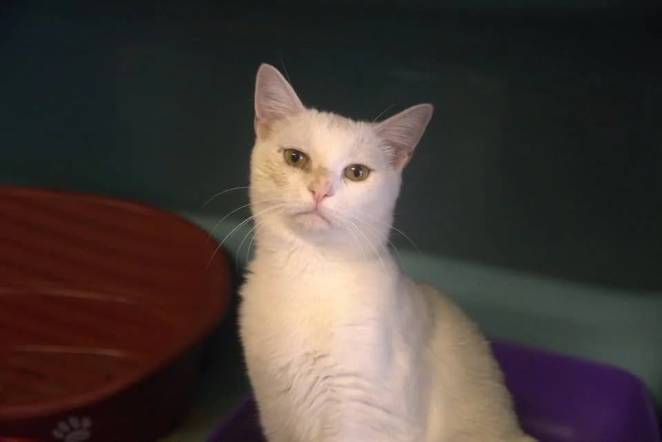 ROWAN, male young Mixed Breed for adoption at SPA Gennevilliers (Grammont), Gennevilliers