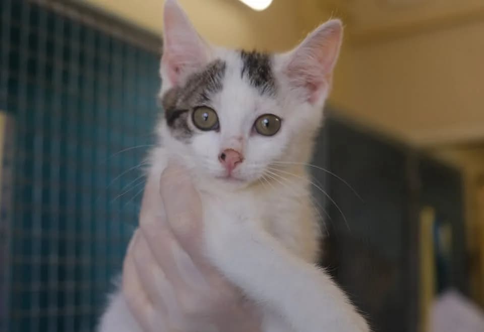 SARA, female Mixed Breed for adoption at SPA Gennevilliers (Grammont), Gennevilliers