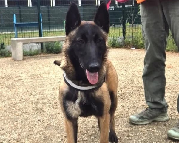 BIBA, female Belgian Malinois for adoption at SPA Gennevilliers (Grammont), Gennevilliers