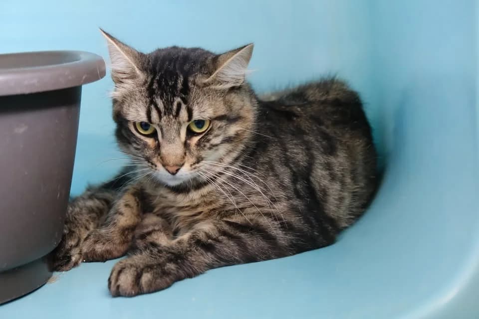MESME, male young Mixed Breed for adoption at SPA Gennevilliers (Grammont), Gennevilliers