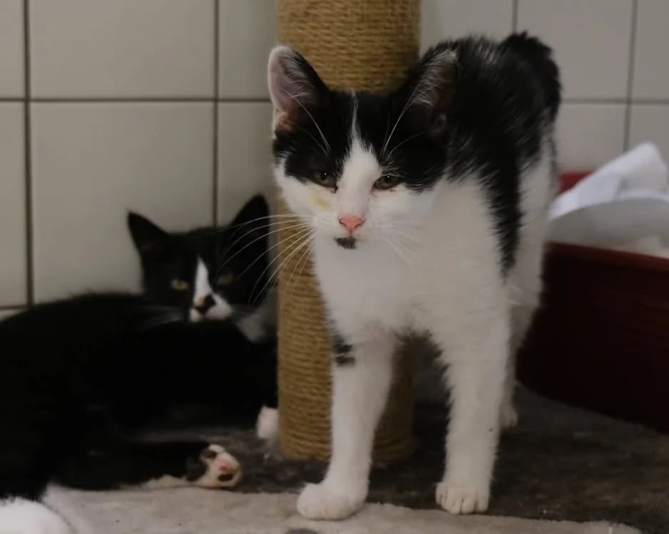 MIROMESNIL, female Mixed Breed for adoption at SPA Gennevilliers (Grammont), Gennevilliers