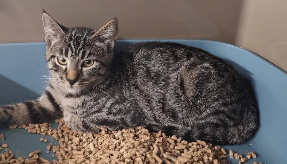 INOX, male Mixed Breed for adoption at SPA Gennevilliers (Grammont), Gennevilliers