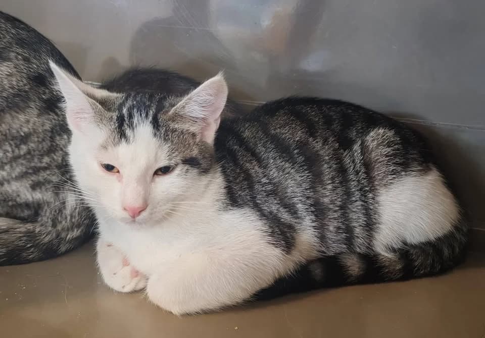 LAITON, female Mixed Breed for adoption at SPA Gennevilliers (Grammont), Gennevilliers