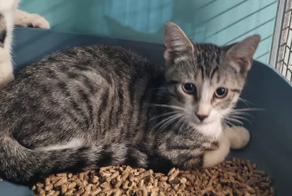 FRAMBOISE, Mixed Breed (SPA Saint-Omer)