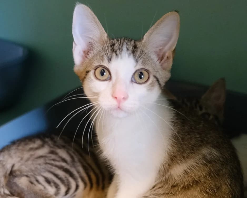 KIMONO, male Mixed Breed for adoption at SPA Gennevilliers (Grammont), Gennevilliers