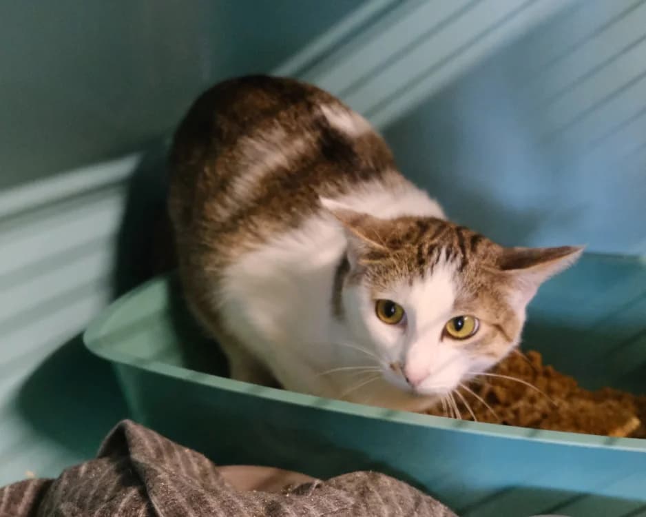 LIVIRA, female young Mixed Breed for adoption at SPA Gennevilliers (Grammont), Gennevilliers