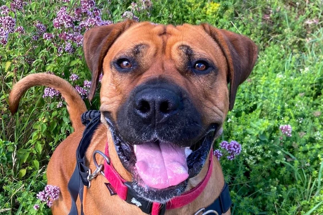 ROSALITA, female mixed breed for adoption at SPA Gennevilliers (Grammont), Gennevilliers
